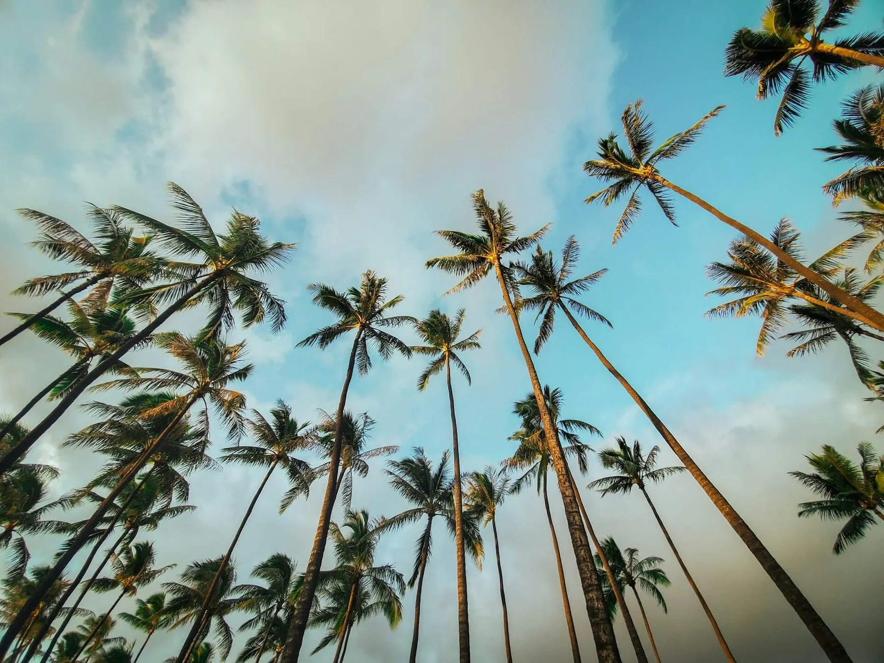 Beautiful tropical destination - standard wide